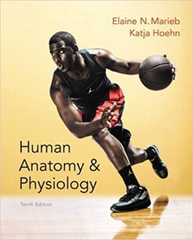 خرید اینترنتی کتاب Human Anatomy & Physiology (Marieb, Human Anatomy & Physiology) Standalone Book